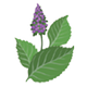 Patchouli